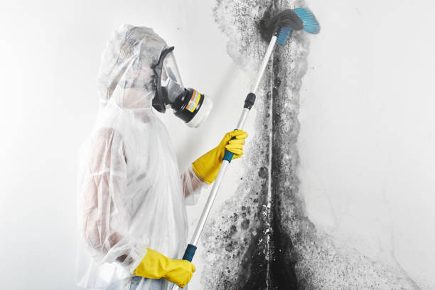 Biohazard Mold Removal in Caldwell, ID