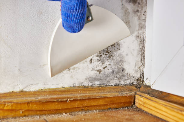 Best Mold Prevention Services  in Caldwell, ID
